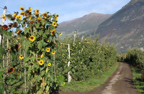 schnalserhof-latsch-vinschgau-suedtirol (30)